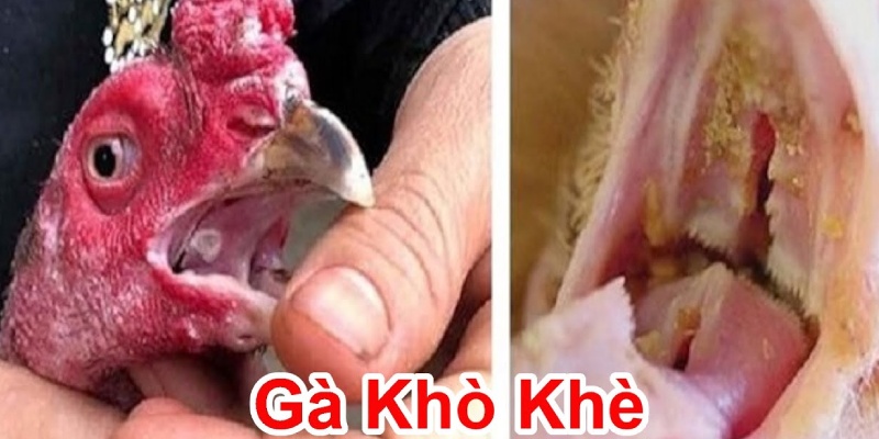 Cách chữa gà đá khò khè